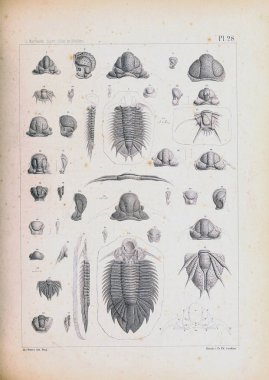 Fosiller Illustration. Eski resim