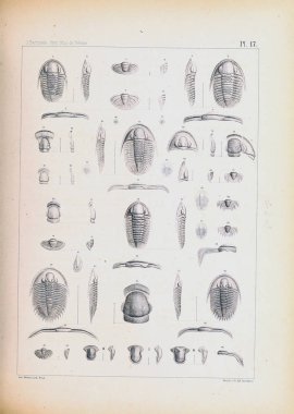 Fosiller Illustration. Eski resim