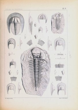 Fosiller Illustration. Eski resim