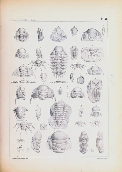 Illustration Fossil Gamla Bilden — Stockfoto