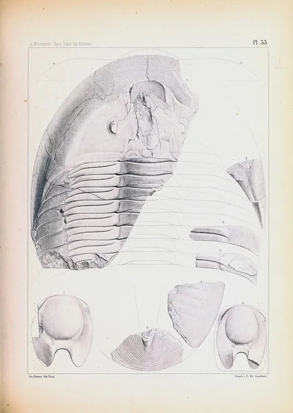 Fosiller Illustration Eski Resim — Stok fotoğraf