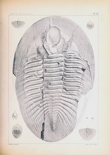 Illustration Fossils Old Image — Stock Photo, Image