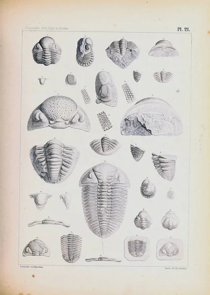 Illustration Fossil Gamla Bilden — Stockfoto