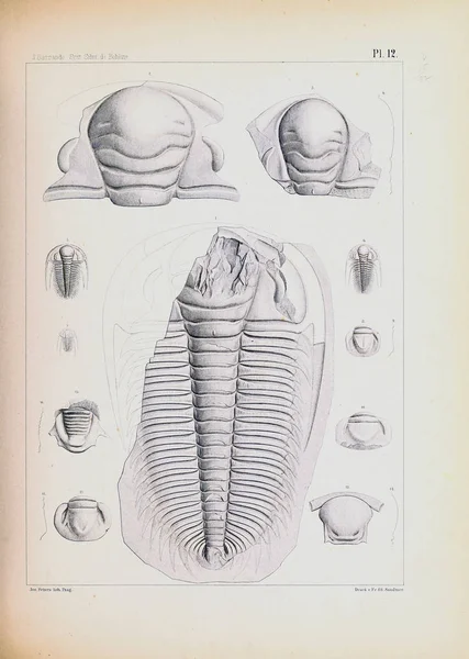 Illustration Fossil Gamla Bilden — Stockfoto