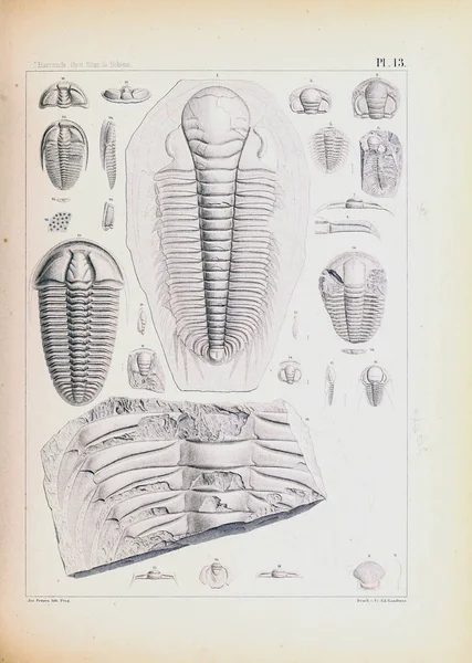 Ilustração Fósseis Imagem Antiga — Fotografia de Stock