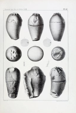 Fosiller Illustration. Eski resim