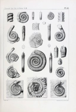 Fosiller Illustration. Eski resim