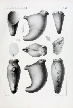 Fosiller Illustration. Eski resim