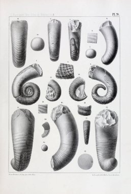 Fosiller Illustration. Eski resim