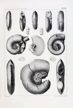 Fosiller Illustration. Eski resim