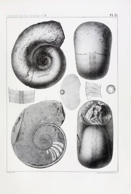 Fosiller Illustration. Eski resim