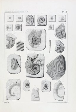 Fosiller Illustration. Eski resim