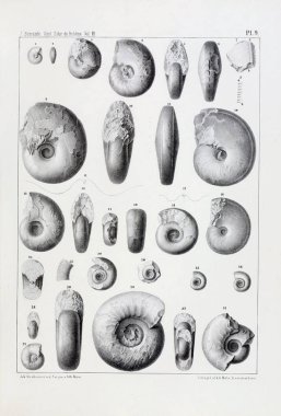 Fosiller Illustration. Eski resim