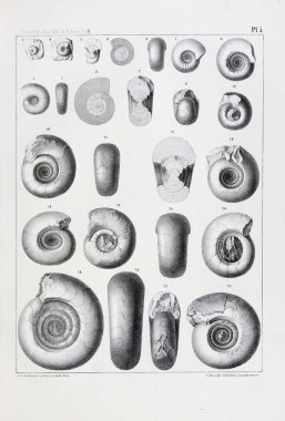 Fosiller Illustration. Eski resim