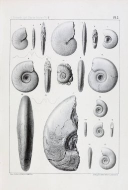 Fosiller Illustration. Eski resim