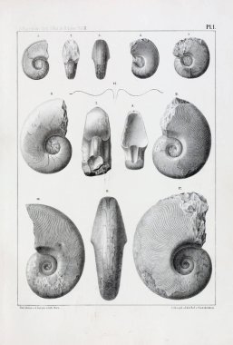 Fosiller Illustration. Eski resim