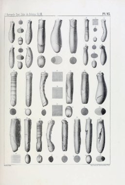 Fosiller Illustration. Eski resim