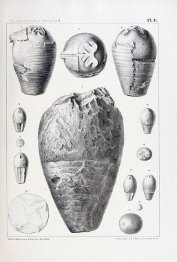 Illustration of fossils. Old image clipart
