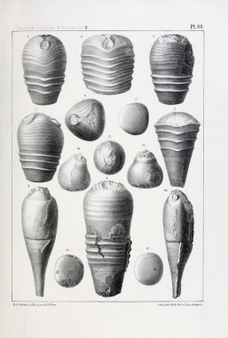 Fosiller Illustration. Eski resim