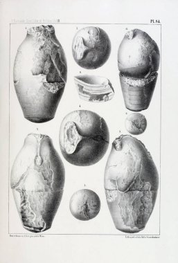 Fosiller Illustration. Eski resim