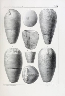 Fosiller Illustration. Eski resim