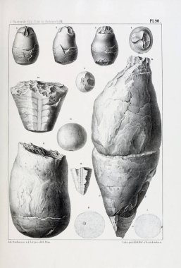 Fosiller Illustration. Eski resim