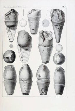 Fosiller Illustration. Eski resim