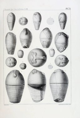 Fosiller Illustration. Eski resim