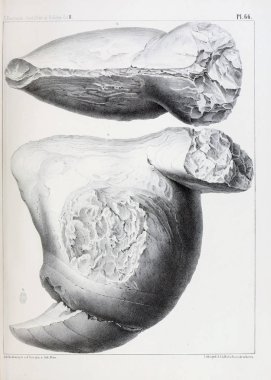 Fosiller Illustration. Eski resim