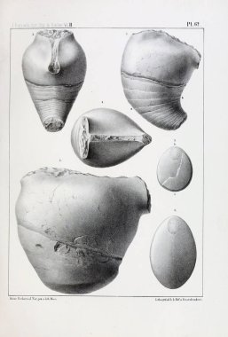 Fosiller Illustration. Eski resim