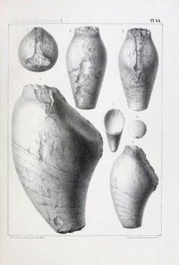 Fosiller Illustration. Eski resim