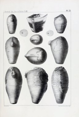 Fosiller Illustration. Eski resim