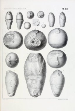 Fosiller Illustration. Eski resim