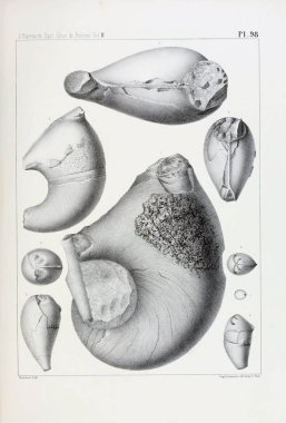Fosiller Illustration. Eski resim