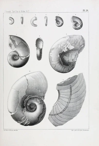 Illustrazione Fossili Vecchia Immagine — Foto Stock