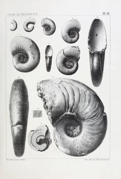 Illustration Fossils Old Image — Stock Photo, Image