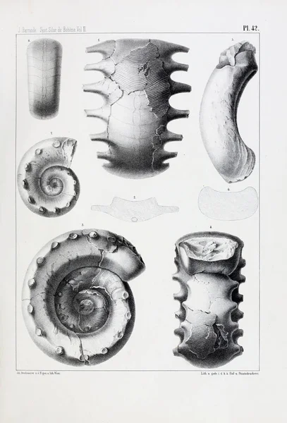 Illustrazione Fossili Vecchia Immagine — Foto Stock