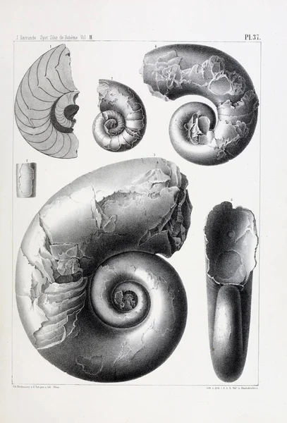 化石的例证 旧图像 — 图库照片