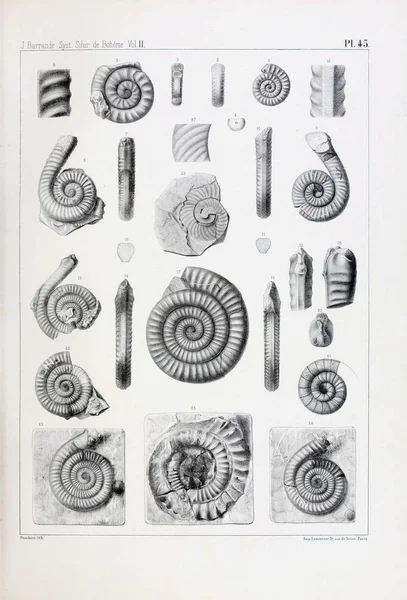 Иллюстрация Окаменелостей Старое Изображение — стоковое фото