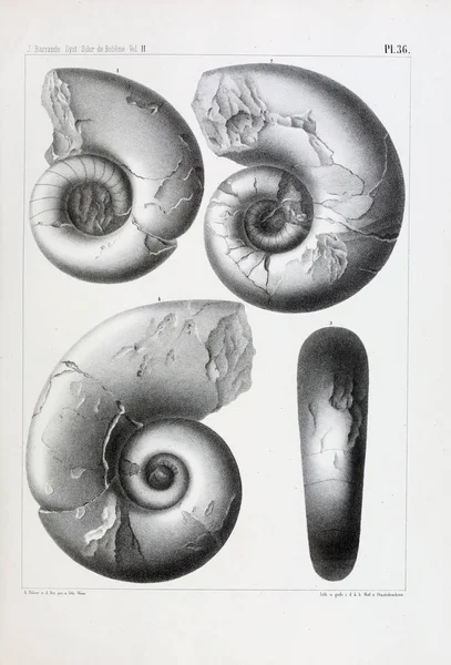 Illustrazione Fossili Vecchia Immagine — Foto Stock