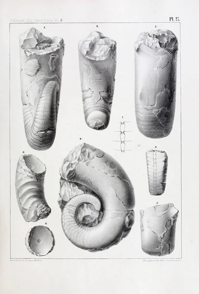 Illustration Fossil Gamla Bilden — Stockfoto