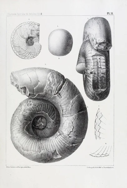 Illustration Fossil Gamla Bilden — Stockfoto