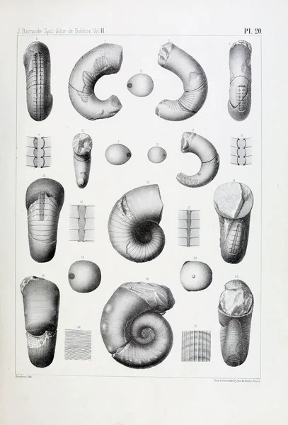 Illustratie Van Fossielen Oude Beeld — Stockfoto