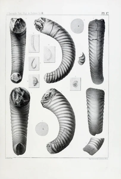 Illustration Fossil Gamla Bilden — Stockfoto