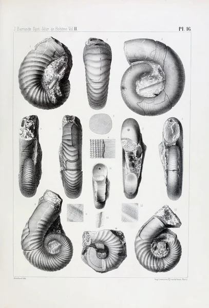 Иллюстрация Окаменелостей Старое Изображение — стоковое фото