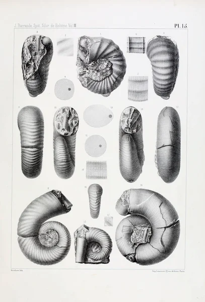 Illustration Fossil Gamla Bilden — Stockfoto