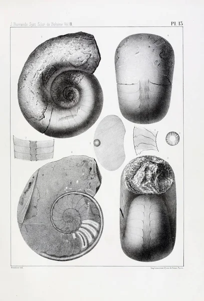 Illustration Fossil Gamla Bilden — Stockfoto