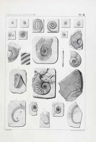 Illustration Fossil Gamla Bilden — Stockfoto