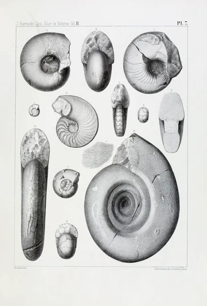 Illustration Fossil Gamla Bilden — Stockfoto