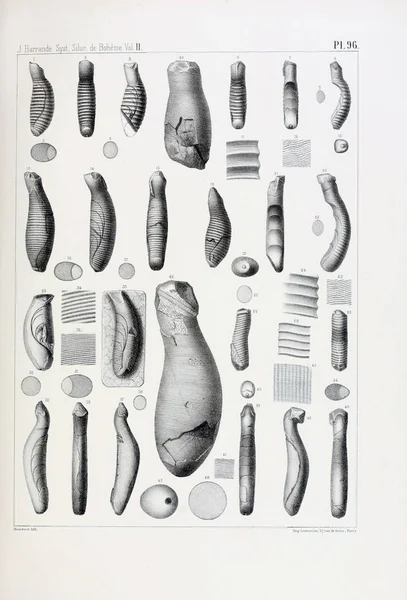 Ilustración Fósiles Imagen Antigua — Foto de Stock